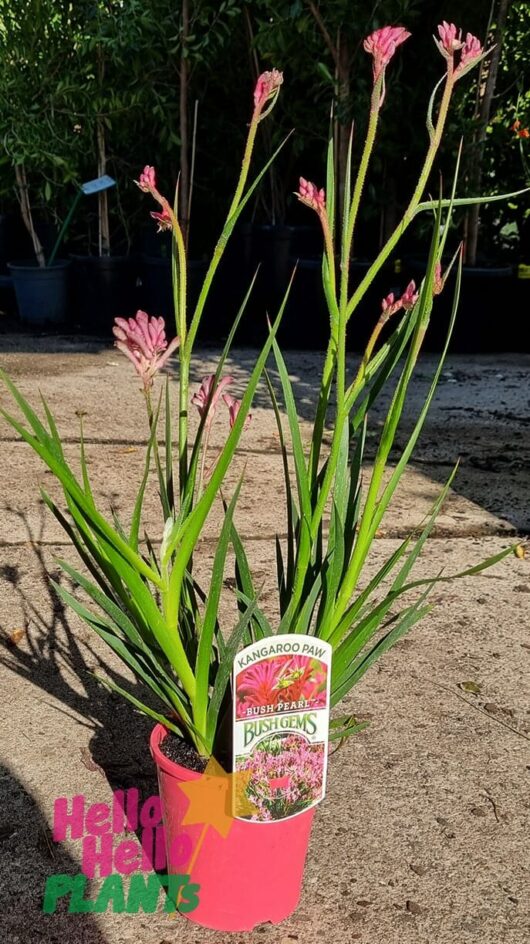 Anigozanthos ‘Bush Pearl™’ Kangaroo Paw 6″ Pot