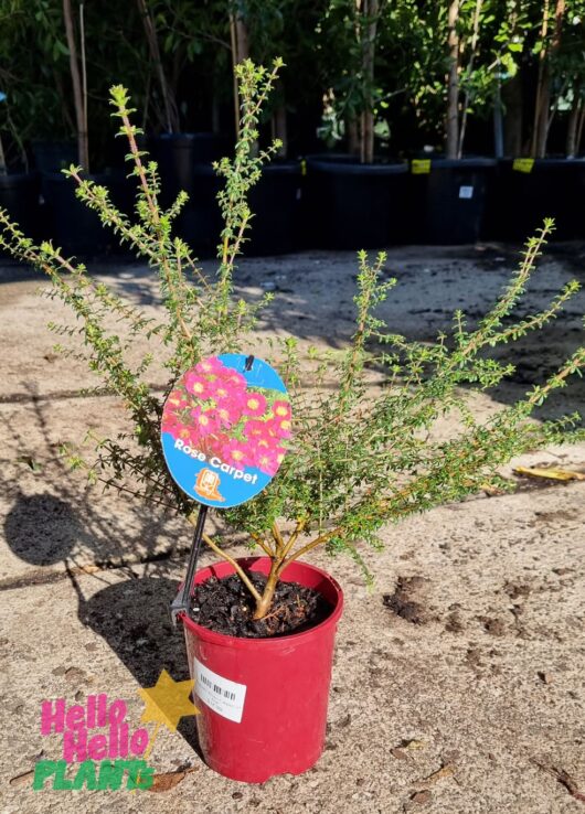 Bauera 'Rose Carpet™' 6" Pot