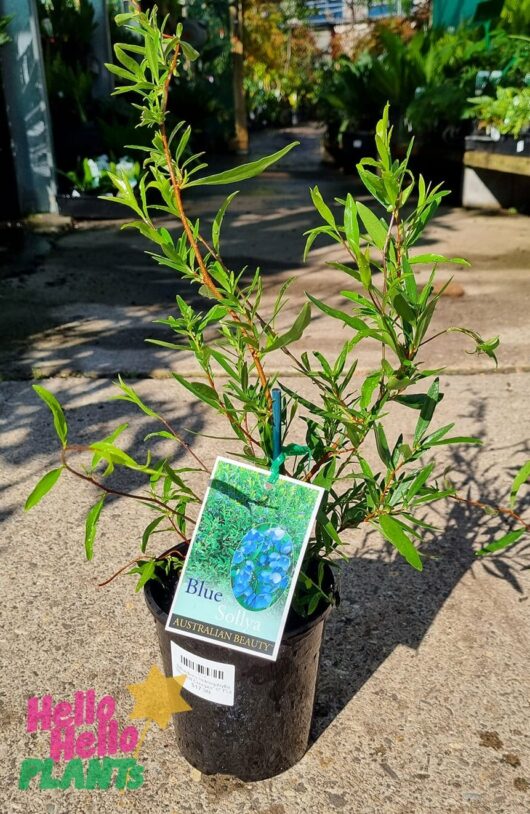 Sollya 'Bluebell Creeper' Billardiera 6" Pot