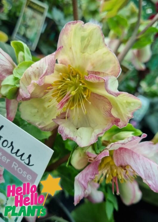 Helleborus 'Ice 'n Roses' Picotee Hellebore 6" Pot