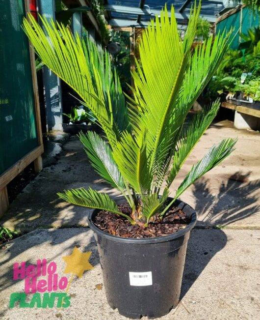 Cycad 'Sago Palm' 10" Pot