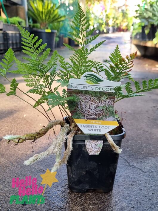 Davallia 'Rabbit's Foot Fern' White 8" (Hanging Basket)