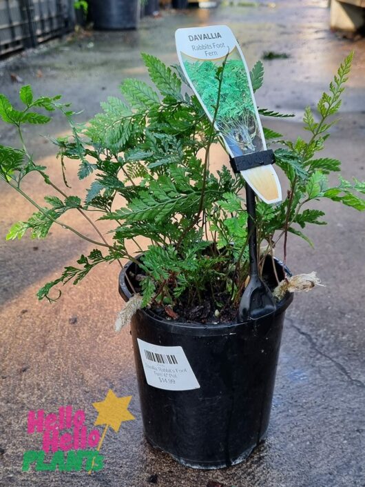 Davallia 'Rabbit's Foot Fern' White 6" Pot