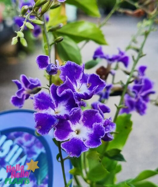 Duranta 'Geisha Girl' 6" Pot