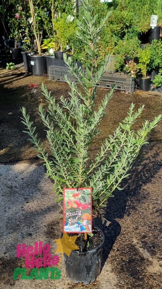 Eremophila 'Crazy Gal' 6" Pot