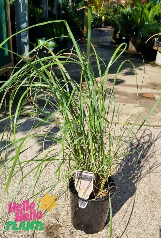 Pennisetum setaceum 'Green Fountain Grass' 6" Pot