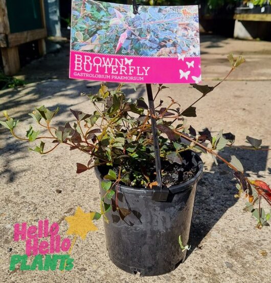 Gastrolobium praemorsum 'Brown Butterfly' 6" Pot
