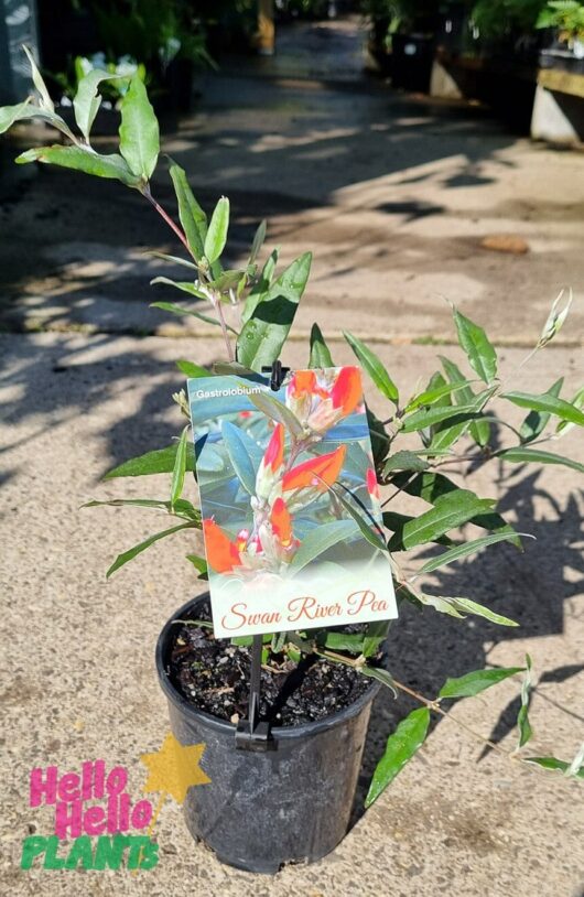 Hello Hello Plants Gastrolobium ‘Swan River Pea’ 6″ Pot