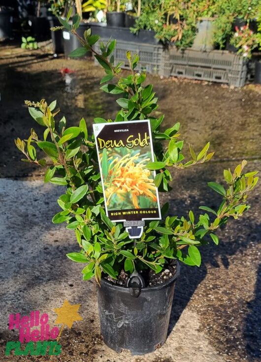 Grevillea 'Deua Gold'