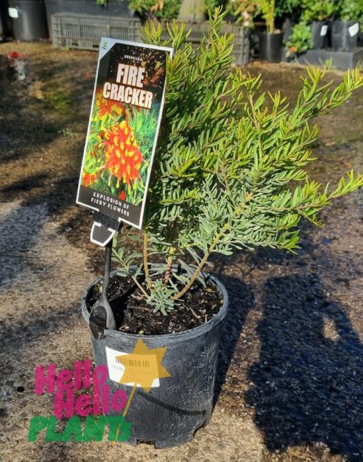 Grevillea 'Firecracker' 6" Pot