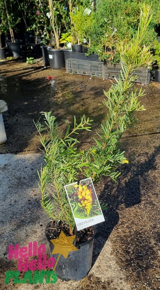 Grevillea 'Gold Rush' 6" Pot