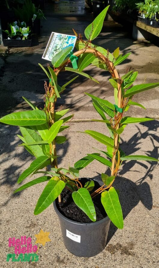 Hello Hello Plants Hardenbergia ‘White Out’ 8″ Pot