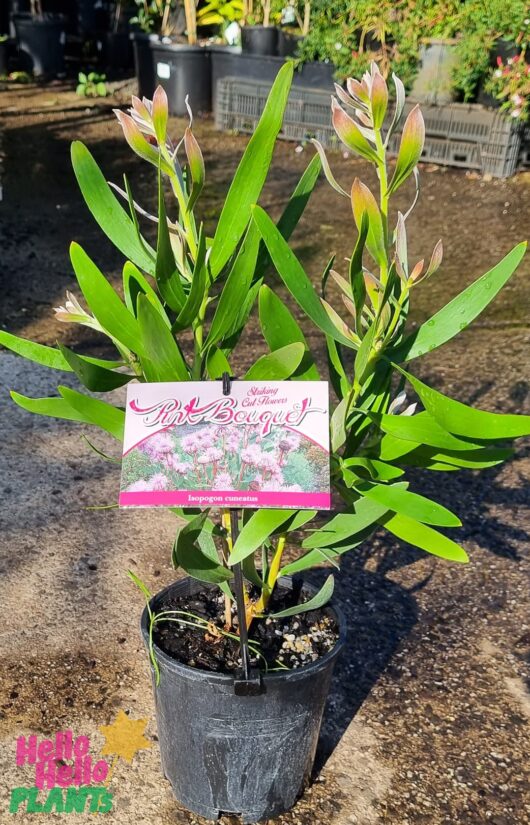 Isopogon 'Pink Coneflower' 6" Pot