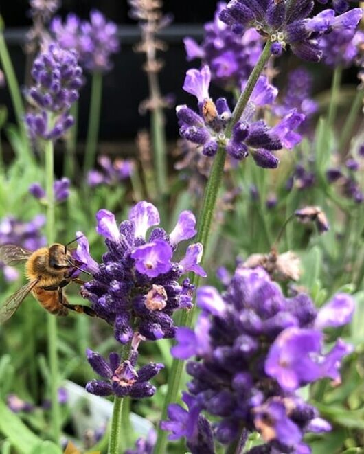 Lavandula 'Aromatico Blue' Dwarf Lavender 6" Pot