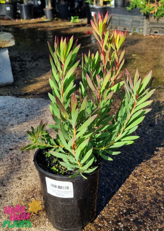 Leucadendron 'Cheeky' 6" Pot