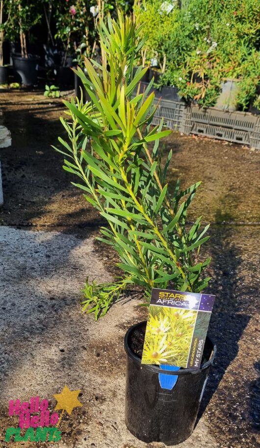Leucadendron 'My Stars' 6" Pot