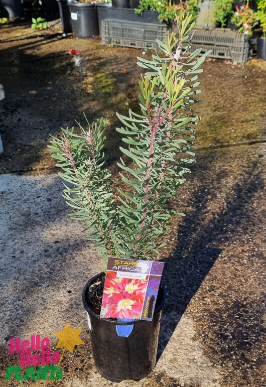 Leucadendron 'Purple Haze' 6" Pot
