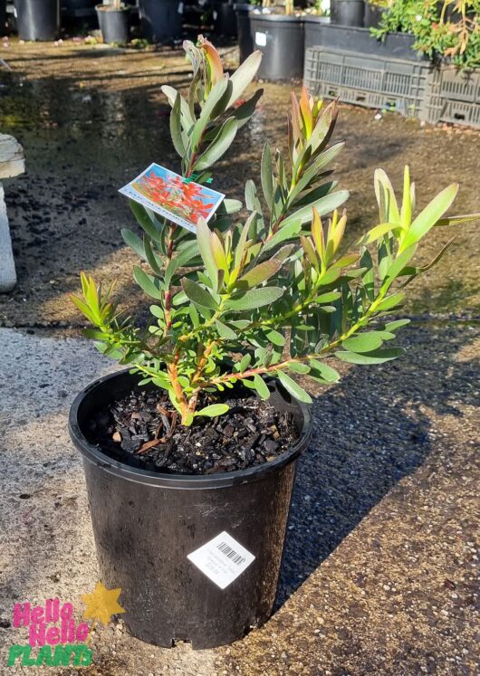 Leucadendron 'Safari Sunset' 8" Pot