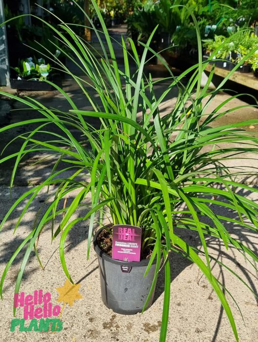 Liriope 'Evergreen Giant' 8" Pot