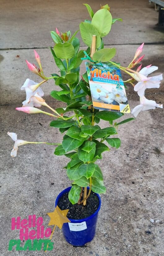 Mandevilla 'Aloha White' 7" Pot