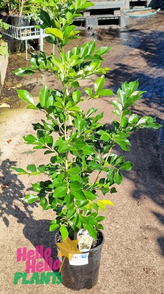 Murraya 'Orange Jessamine' 6" Pot