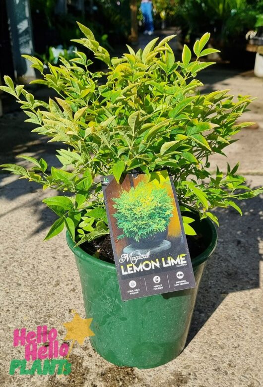 Nandina 'Lemon and Lime' 8" Pot