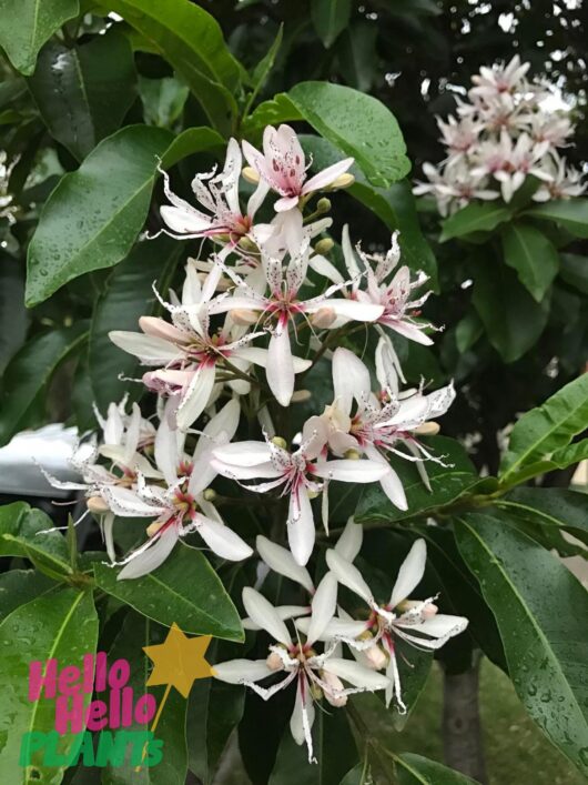 Calodendrum 'Cape Chestnut' Tree 20" Pot