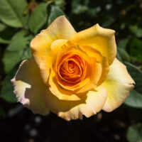 Rose 'Gold Medal' Bush Form
