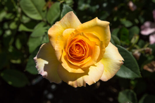 Rose 'Gold Medal' 3ft Standard