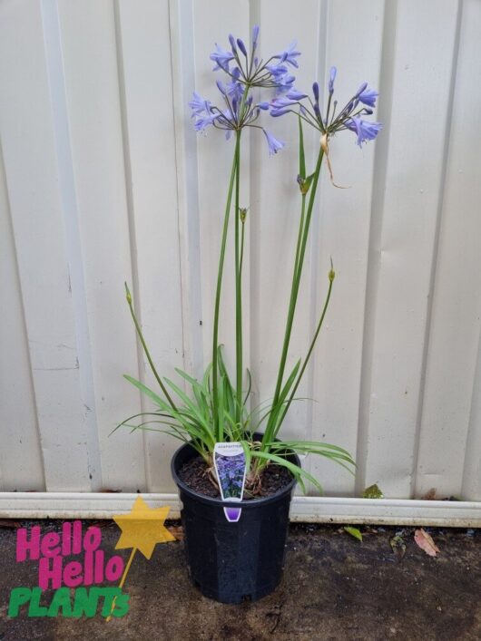 Agapanthus 'Streamline'