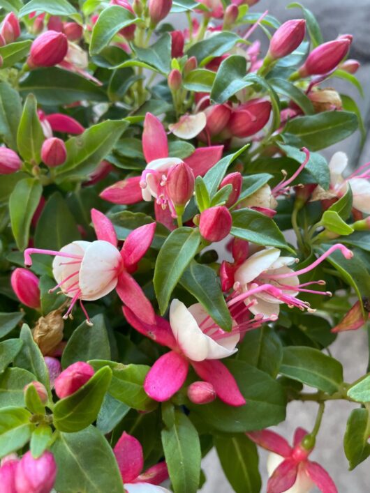 Fuchsia Fuchsita® 'Deep Rose White' 6" Pot