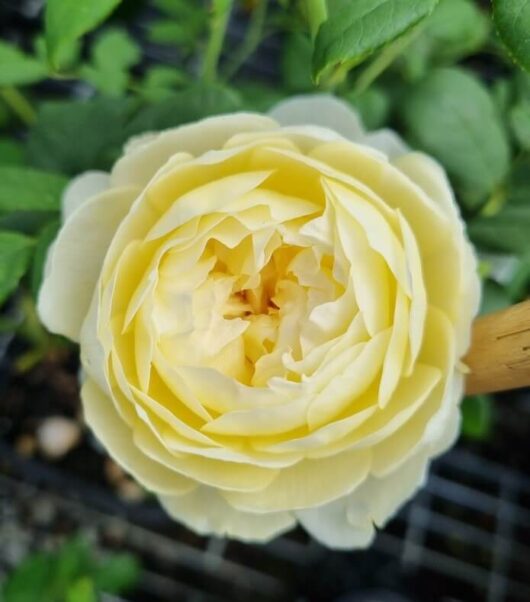 Rose 'Claire' (David Austin) 6ft Weeper