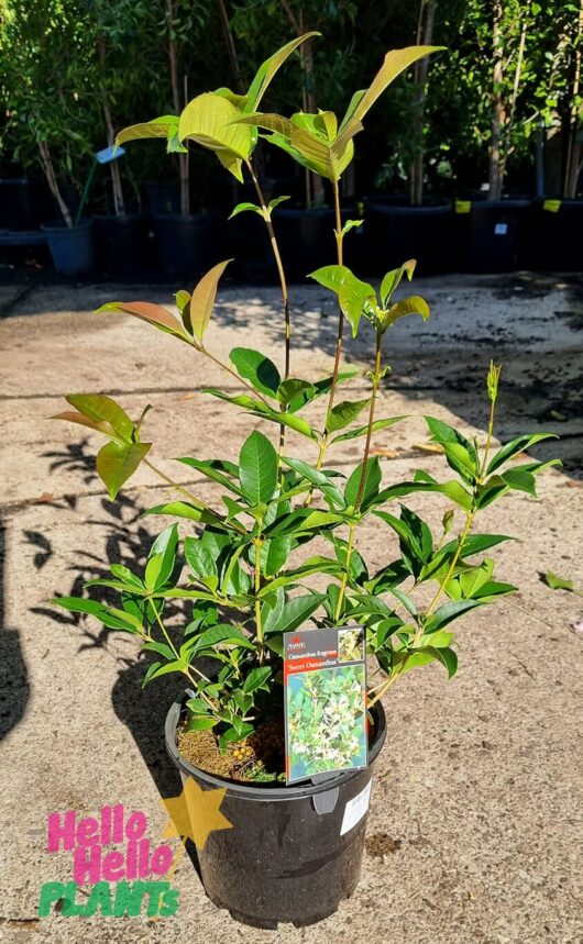Osmanthus fragrans 'Sweet Osmanthus' 8" Pot