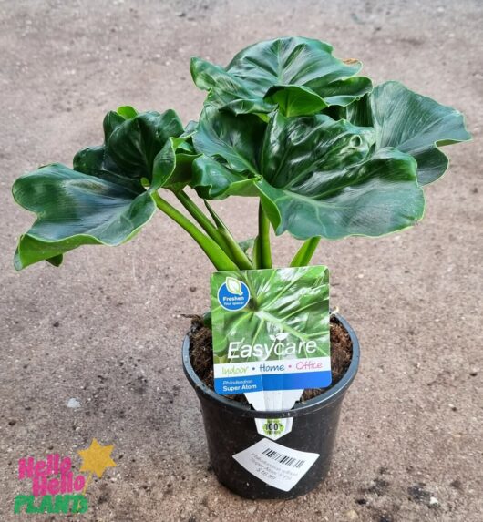 Philodendron selloum 'Super Atom' 5" Pot