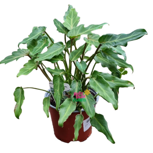 Hello Hello Plants Philodendron ‘Xanadu’ 4″ Pot