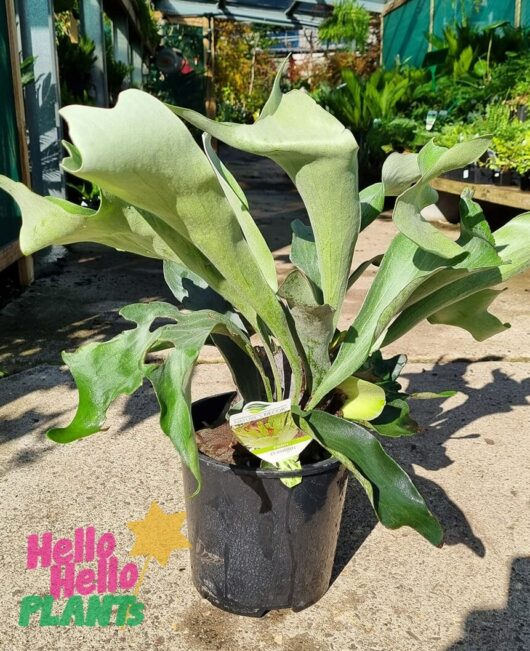Platycerium 'Elkhorn' 8" Pot