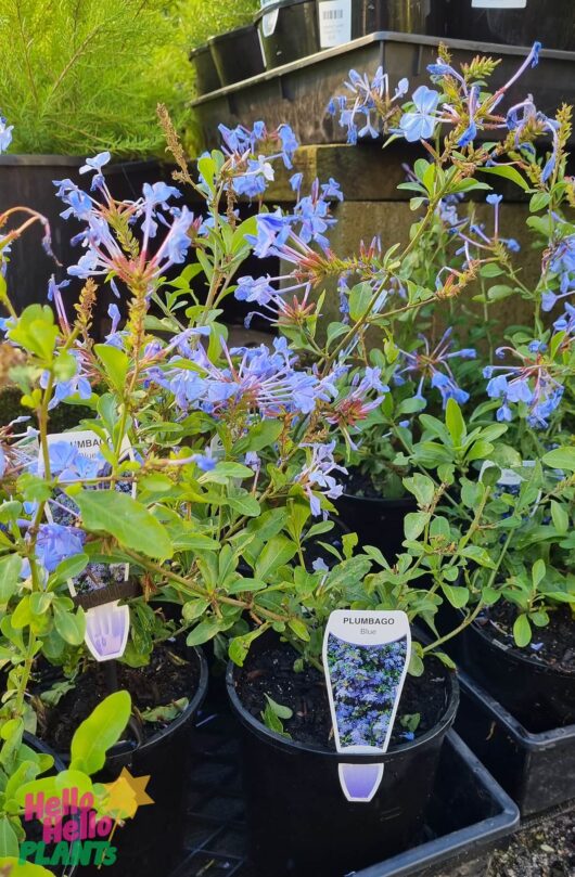 Plumbago auriculata 'Cape Plumbago' 6" Pot