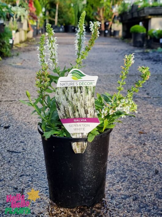Salvia 'Sensation White' 6" Pot