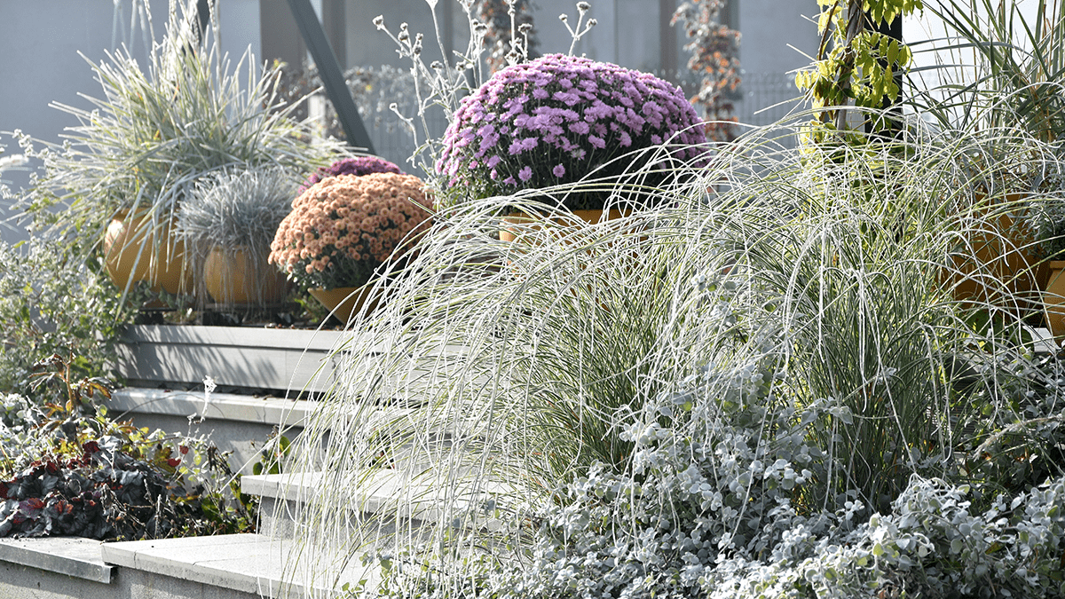 Winter flowering plants in a colourful winter garden