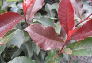 Photinia 'Black Jack' PBR 8" Pot