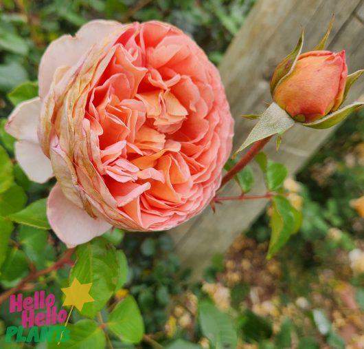 apricot peach cupped roses Rosa english shrub rose David Austin Abraham Darby Rose