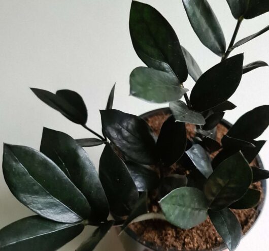 Zamioculca 'Jungle Warrior' (Black Zanzibar) 7" Pot