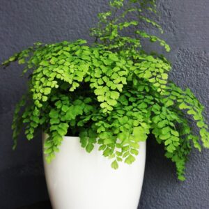 Adiantum Maidenhair Fern Potted