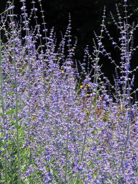 Perovskia 'Russian Sage' 4" Pot
