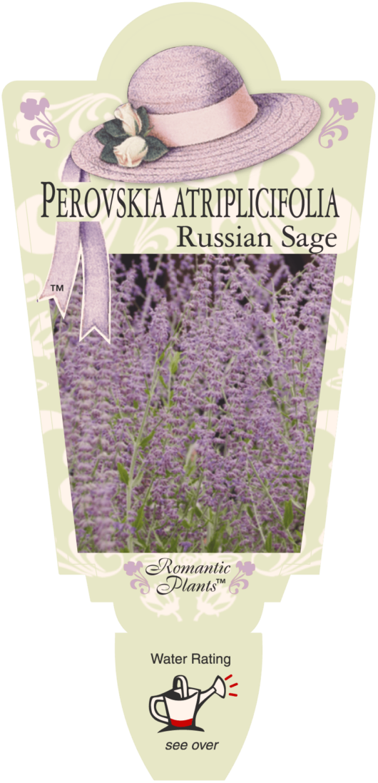 Perovskia 'Russian Sage' 4" Pot