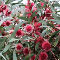 The image shows a cluster of green leaves with many round, spiky, pink flowers, possibly Hakea bucculenta 'Red Pokers' 6" Pot. The flowers are interspersed among the leaves, creating a vibrant contrast of colors, as if nature’s pot is overflowing with Red Pokers in bloom.