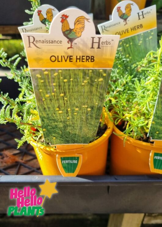 Hello Hello plants nursery melbourne victoria australia santolina rosmarinifolia The Olive Herb 4inch Pot