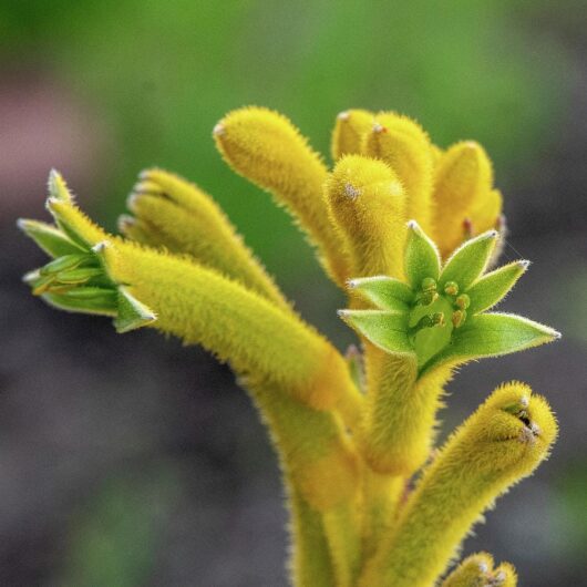 Anigozanthos 'Tall Yellow' Kangaroo Paw 6" Pot