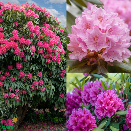 Rhododendron 'Mixed' 8" Pot
