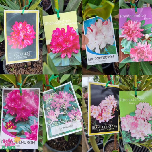 Rhododendron 'Mixed' 8" Pot